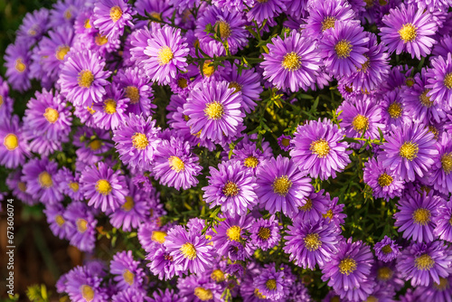 Flowers of Symphyotrichum novi-belgii. Close-up of the pink-flowering herbaceous perennial aster symphyotrichum novi-belgii rosenwitchel. Floral background, autumn purple flowers. Selective focus.