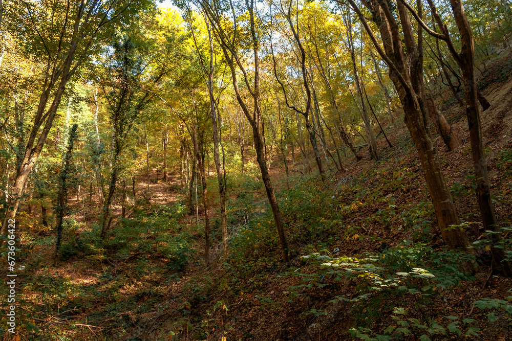 The pedestrian path passes through a dense deciduous forest with trees. Autumn deciduous forest with colorful leaves. A forest path in the depths of a dense autumn forest.