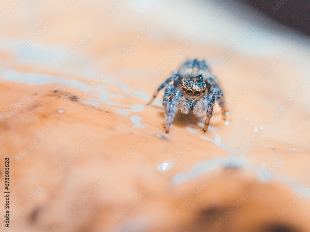 Obraz premium spider on a mushroom