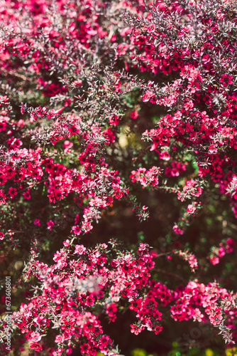 Wallpaper Mural close-up of pink flowers flom a New Zealand Tea Bush plant with dark leaves Torontodigital.ca