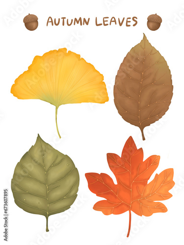 Autumn Leaves Natural Maple Leaves Ginkgo Leaves Chestnut Acorn