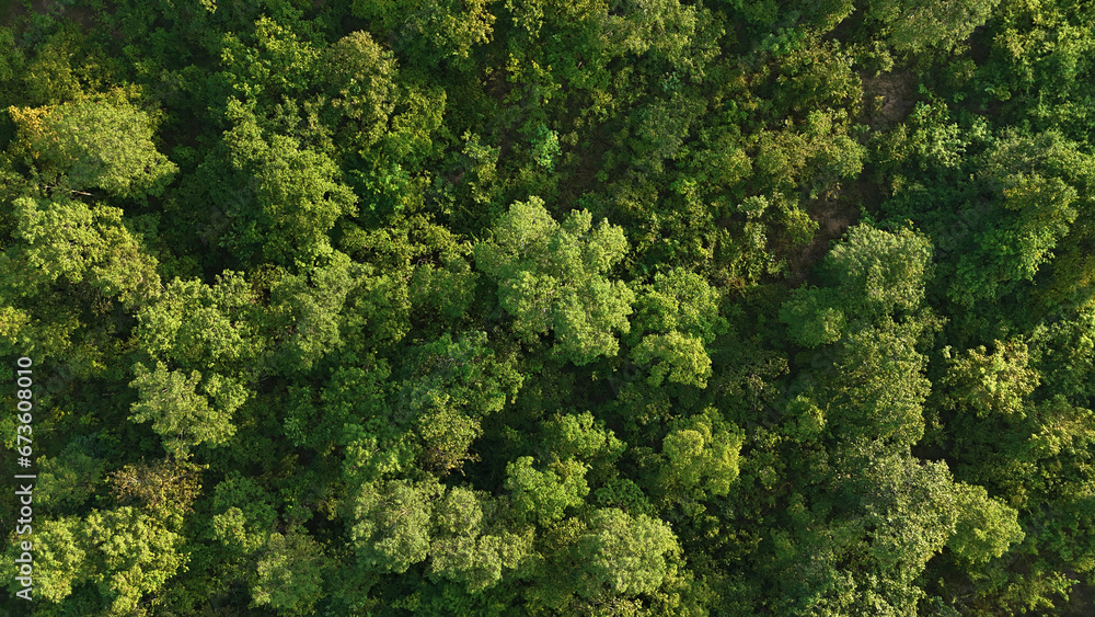 Top view of green forest trees in the morning
