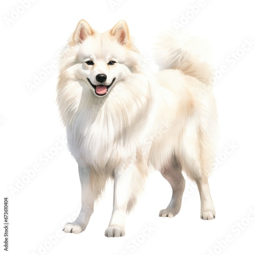 Wallpaper Mural American Eskimo dog breed watercolor illustration. Cute pet drawing isolated on white background. Torontodigital.ca