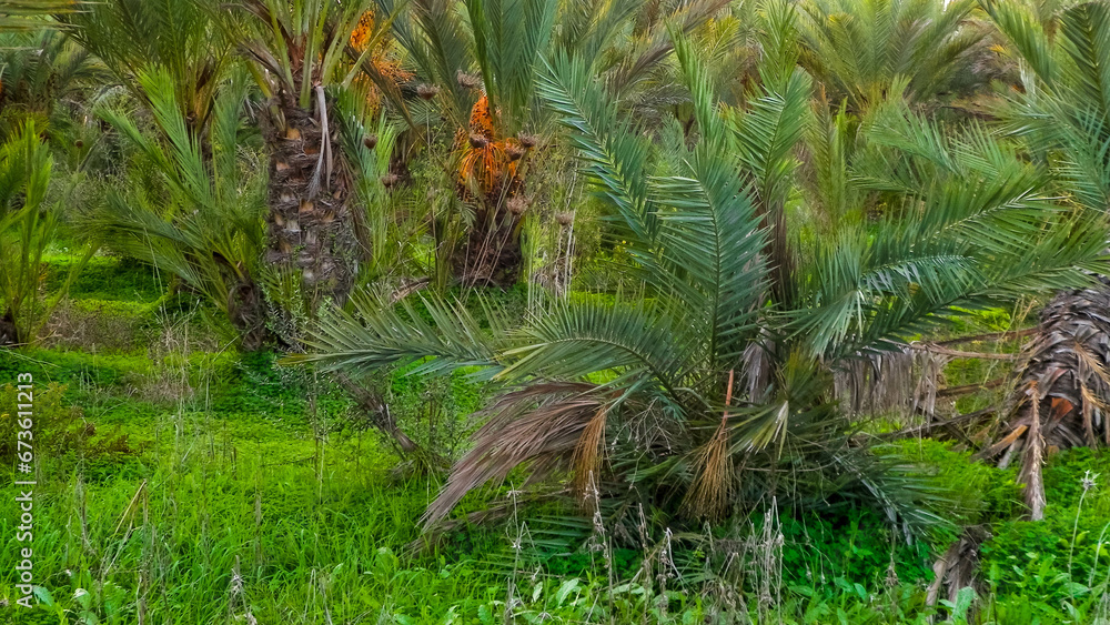 Fototapeta premium Date palm forest in Cyprus. Tropical nature.