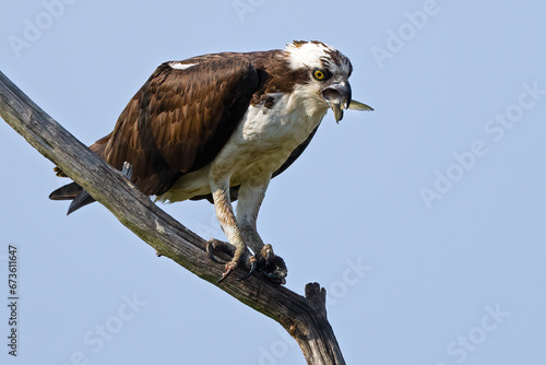 Osprey In Tree with a Mouthful of Fish
