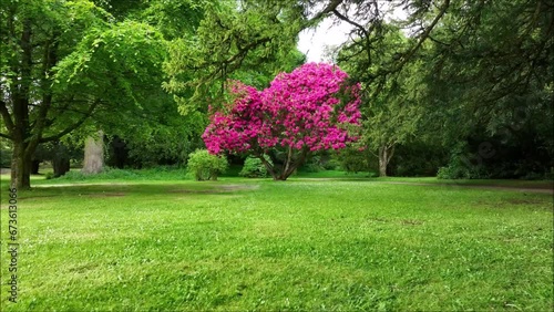 Beautiful rhododendron tree in springhill house garden in northern ireland aerial view photo