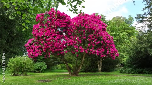 Aerial footage of beautiful rhododendron tree at Springhill House in Moneymore N. Ireland photo