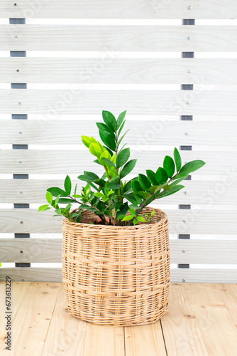 Zamioculcas zamiifolia or Zanzibar gem  ZZ plant in basket on wooden table  white wall background. Green leaf flower pattern for home interior design. Garden and house concept