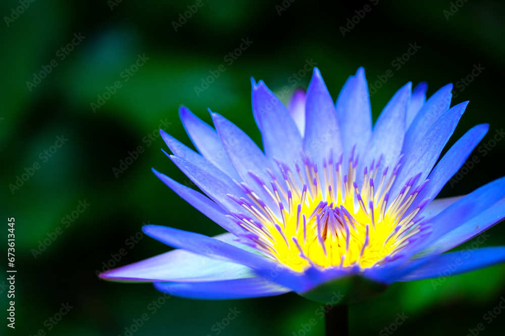 purple lotus flower