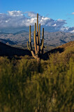 saguaro cactus in the high desert