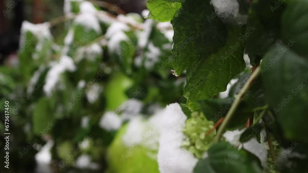Green leaves under the first snow, start of winter Green leaves under the first snow, start of winter
