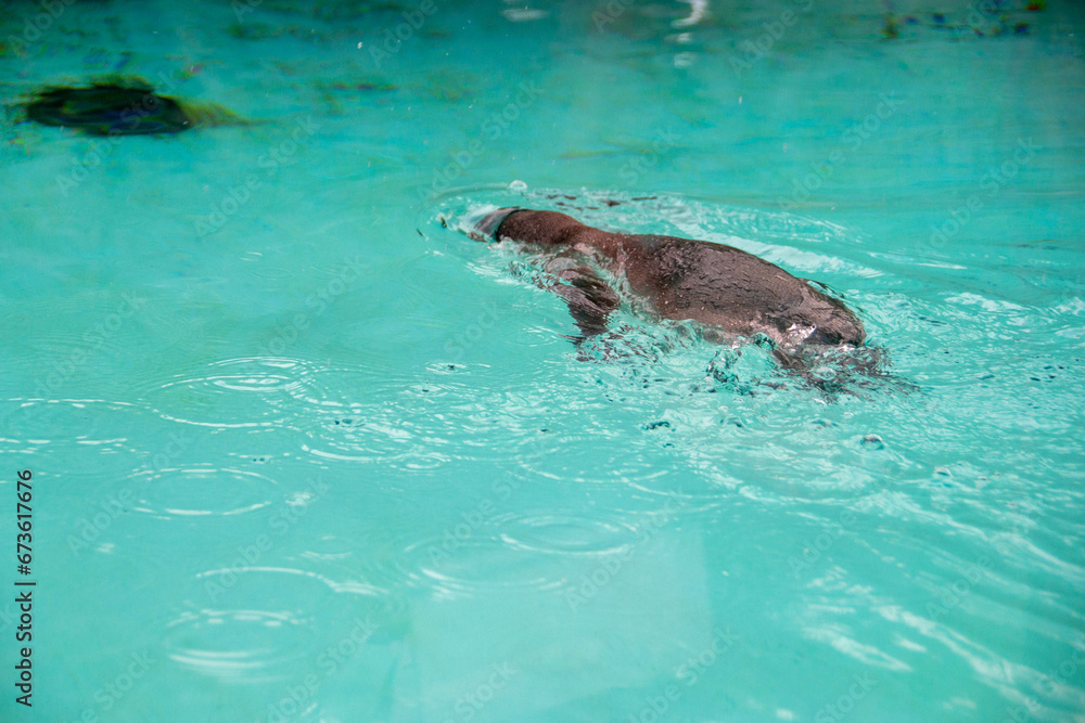 Obraz premium Humboldt penguin swims in blue clear water.