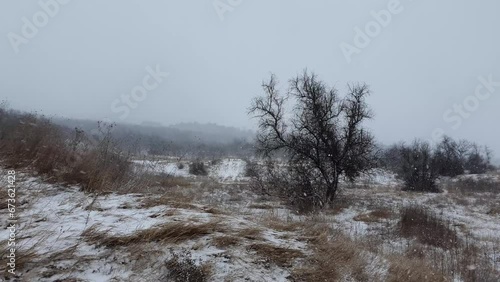 Wallpaper Mural Winter snow scene in the nature with fluffy snowflakes falling over bare trees forest, covering dry grass meadows. Cold seasonal blizzard Torontodigital.ca