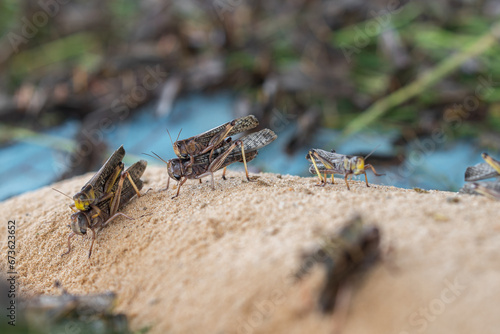 Grasshoppers breed