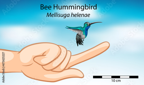 A Comparison of Human Hand with Hummingbird