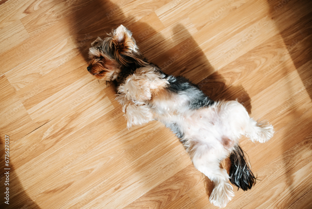 Top view funny pet yorkshire terrier lying on its back on floor, dog warming itself indoors. - obrazy, fototapety, plakaty 