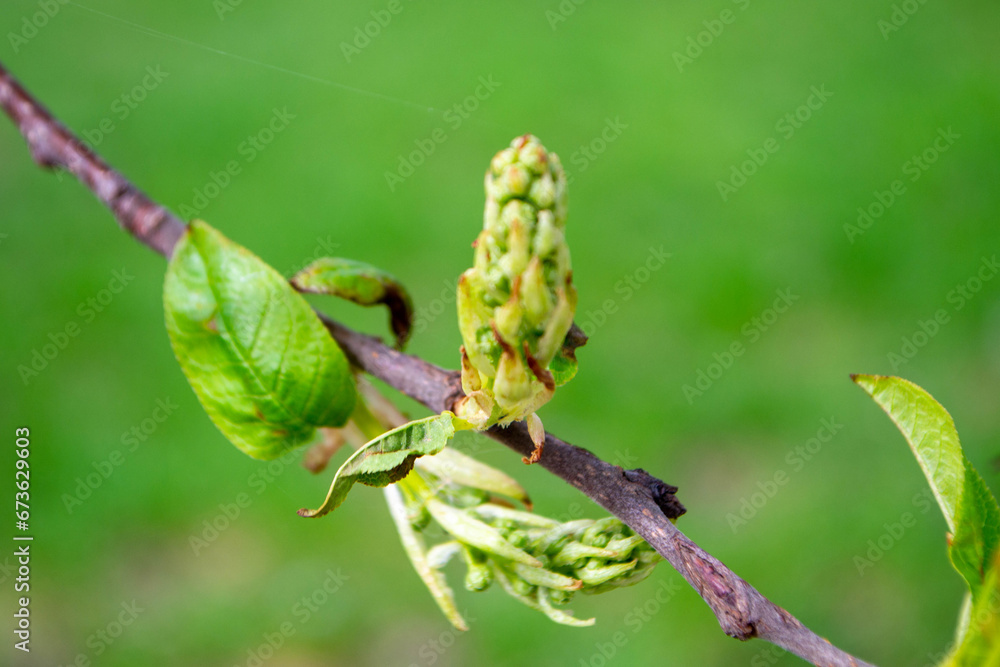 Naklejka premium A tree branch with green leaves and the word maple on it