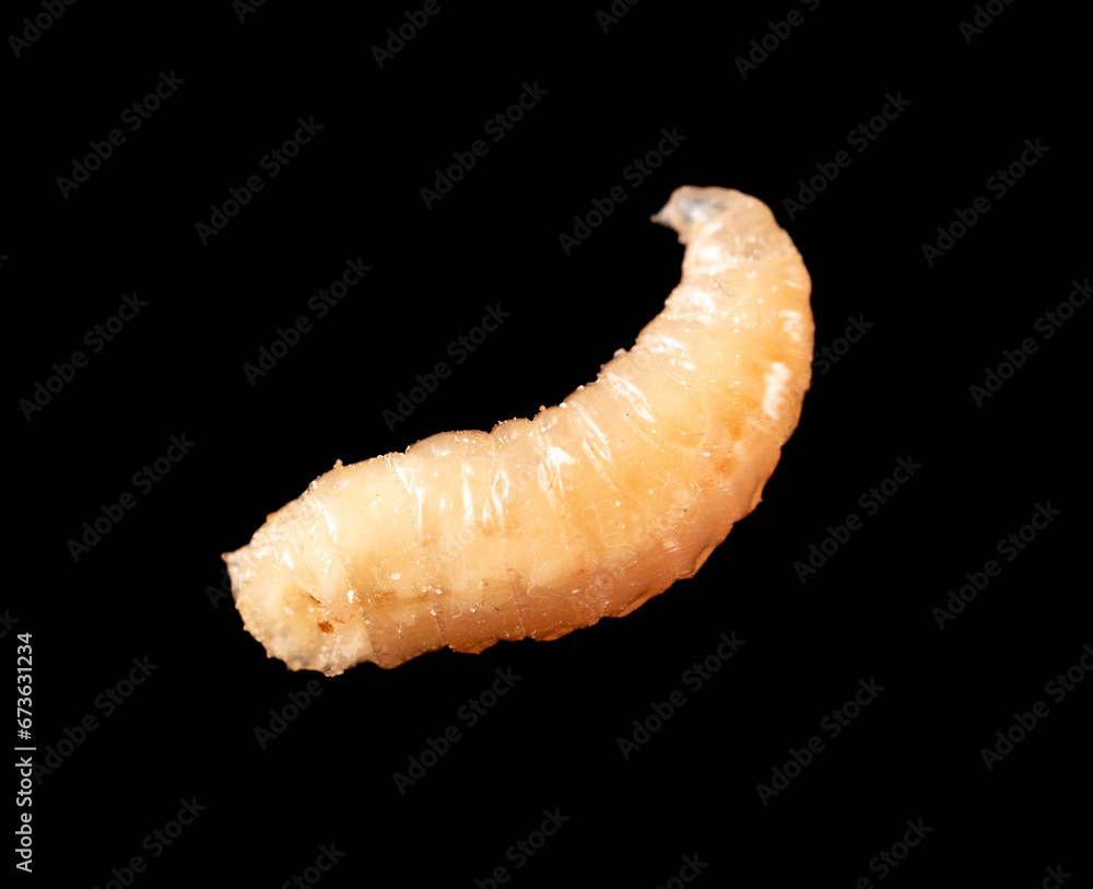 Naklejka premium Maggot isolated black background. Macro