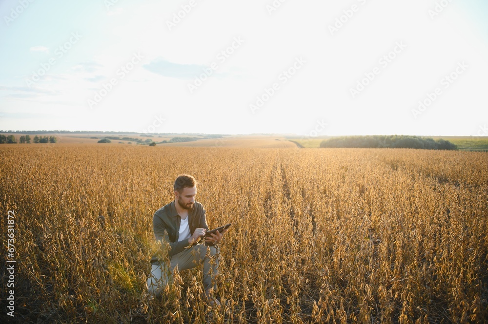 Young handsome farmer in soybean field at sunset. An agronomist examines the soybean crop. Young handsome farmer in soybean field at sunset. An agronomist examines the soybean crop.