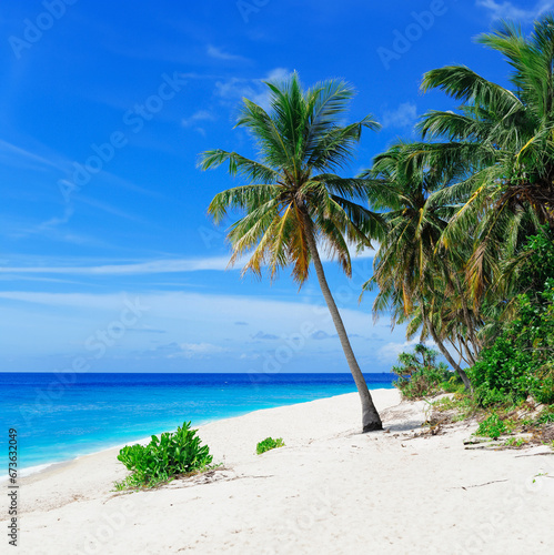 Fuvahmulah  Maldives Coconut Tree Near Body of Water Under Blue Sky