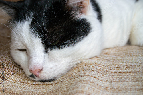A black and white cat with a green eye is sleeping on a brown and tan blanket.