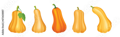 Ripe Orange Pumpkin or Mature Winter Squash Vector Set