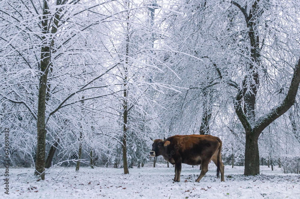 A brown cow is grazing in the forest. A cow is trying to get to the green grass after a snowfall. Pets on the farm. A cow eats grass in a forest with icy tree branches. Winter landscape and cow. A brown cow is grazing in the forest. A cow is trying to get to the green grass after a snowfall. Pets on the farm. A cow eats grass in a forest with icy tree branches. Winter landscape and cow.