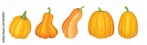 Ripe Orange Pumpkin or Mature Winter Squash Vector Set