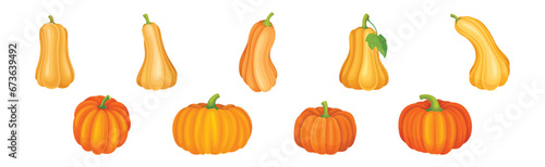 Ripe Orange Pumpkin or Mature Winter Squash Vector Set