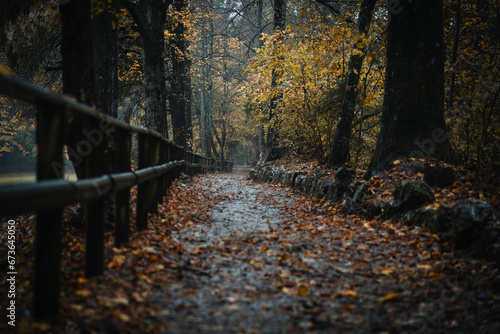Fotografi Moody blue hour atmosphere in the forest during a rainy autumnal day at Lake Cei