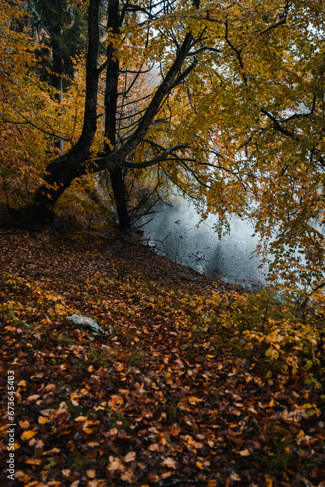 Moody blue hour atmosphere in the forest during a rainy autumnal day at Lake Cei, in the Northern Italy