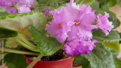 Attractive footage (Ultra High Definition) of pink African Violet (Saintpaulia) flowers in the pot with wavy petals and green leaves. Beautiful floral background.