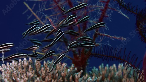 Colorful coral reef with a (School of convict blennies) (Pholidichthys leucotaenia), slow motion, Wakatobi, Indonesia, Nov 2107, Asia photo