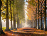 Une allée de feuilles mortes bordée de peupliers aux couleurs d'automne avec un léger brouillard traversé par des rayons de soleil
