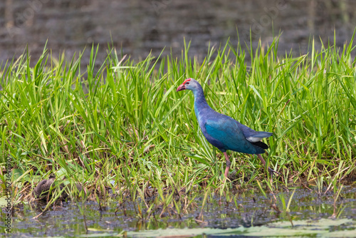 grey headed swamphen or the purple swamphen from India in odisha. photo