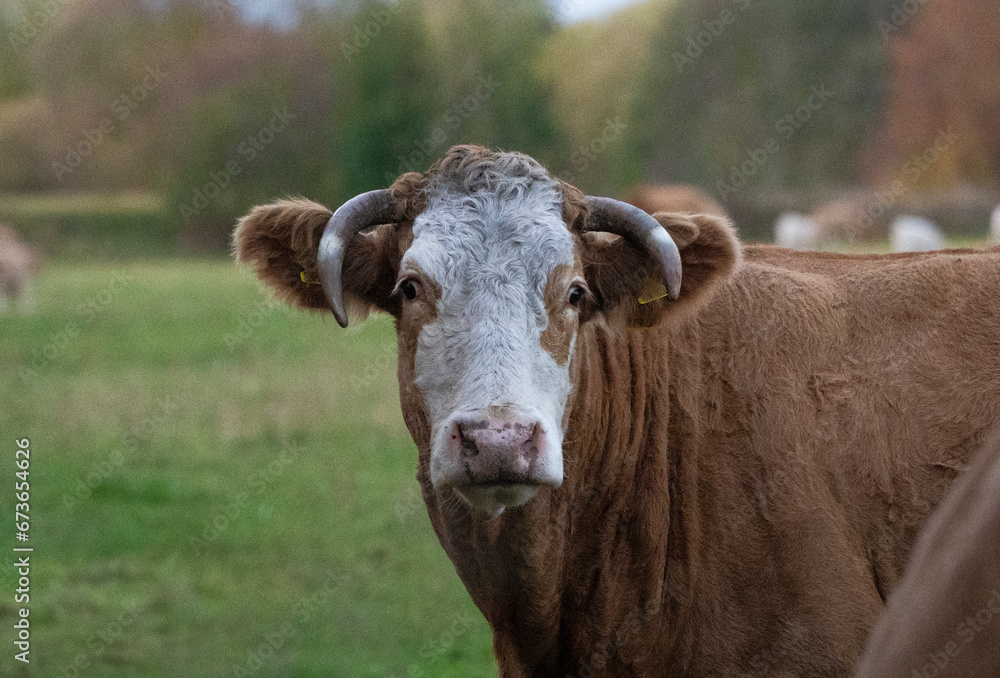 Beautiful cute brown cow and green grass pasture, farmland, outdoor, sunny cloudy Beautiful cute brown cow and green grass pasture, farmland, outdoor, sunny cloudy