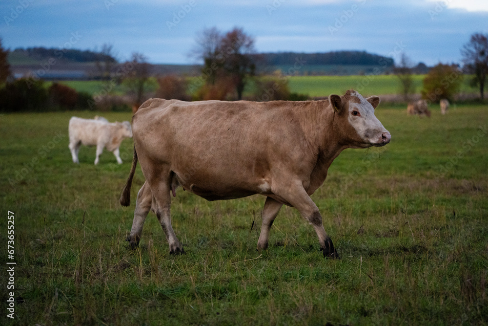 Beautiful cute brown cow and green grass pasture, farmland, outdoor, sunny cloudy Beautiful cute brown cow and green grass pasture, farmland, outdoor, sunny cloudy