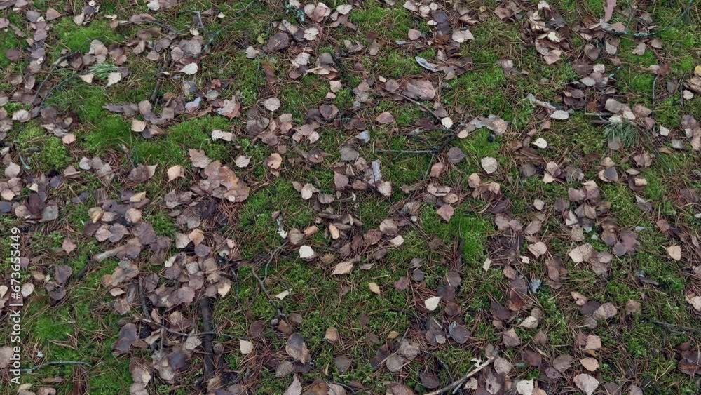 withered leaves, fallen needles and moss, top view. natural autumn background in the forest. withered leaves, fallen needles and moss, top view. natural autumn background in the forest.