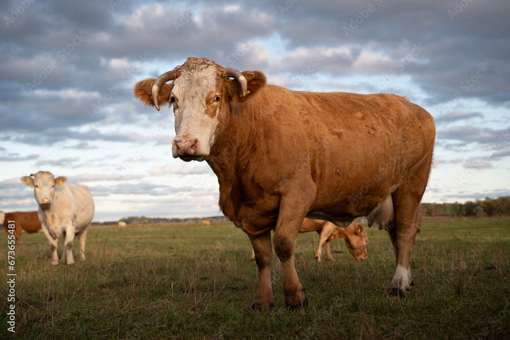 Beautiful cute brown cow and green grass pasture, farmland, outdoor, sunny cloudy