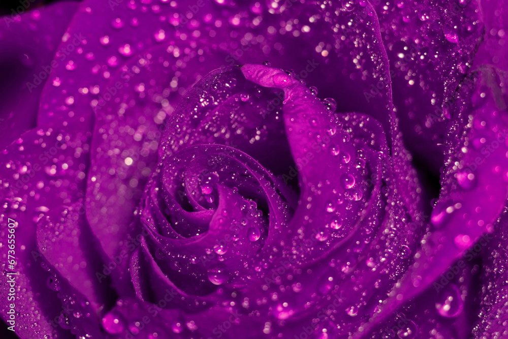 Naklejka premium Purple rose in water drops
