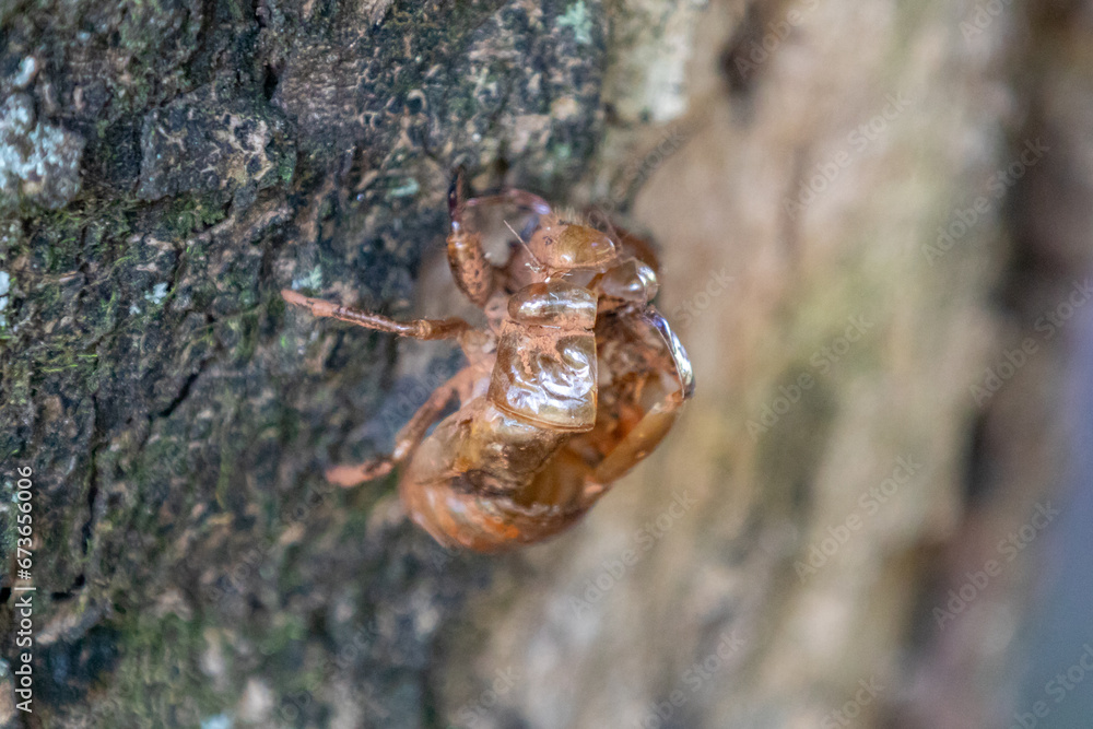 Moulting cicada. Cicada in the wildlife nature habitat using as background or wallpaper. Cicada insect stick on tree. Moulting cicada. Cicada in the wildlife nature habitat using as background or wallpaper. Cicada insect stick on tree.