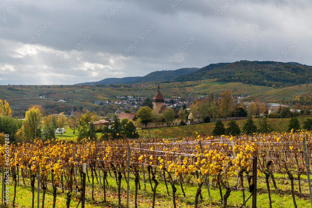 vineyard and a village with a steeple