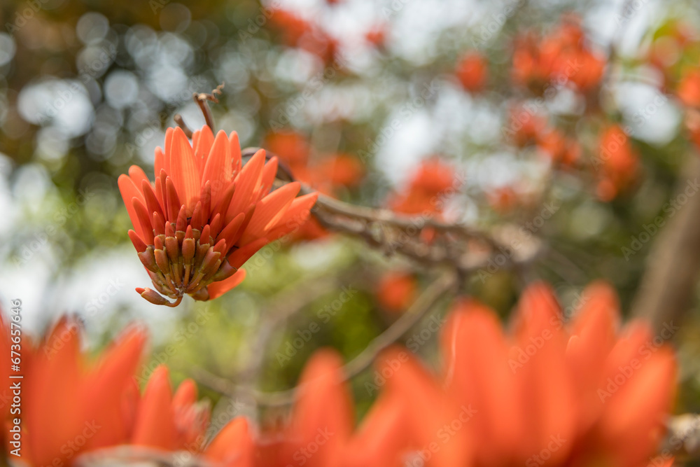 Inflorescence of Erythrina stricta, Corky Coral Tree a medium sized deciduous tree from the deciduous parts of the Western Ghats. 