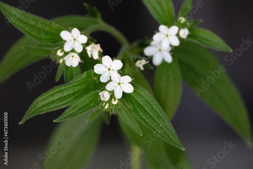 ムラサキ、Lithospermum erythrorhizon, 生薬名：シコン（紫根）