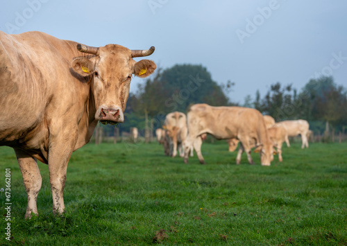 blonde d aquitaine cow grazing in green grassy meadow
