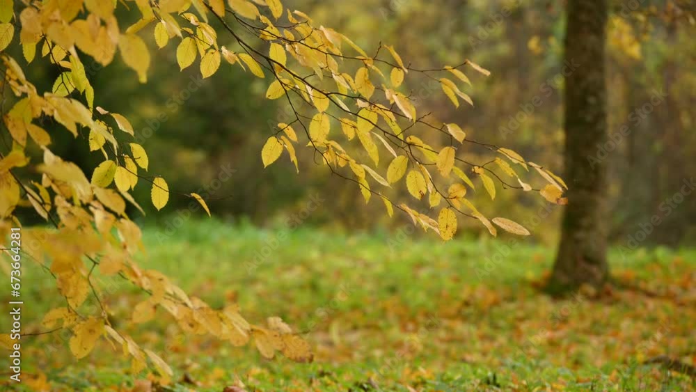 Yellowed leaves in autumn park. Golden autumn in the city park. Falling yellow leaves Yellowed leaves in autumn park. Golden autumn in the city park. Falling yellow leaves