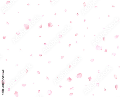 Pink sakura petals.