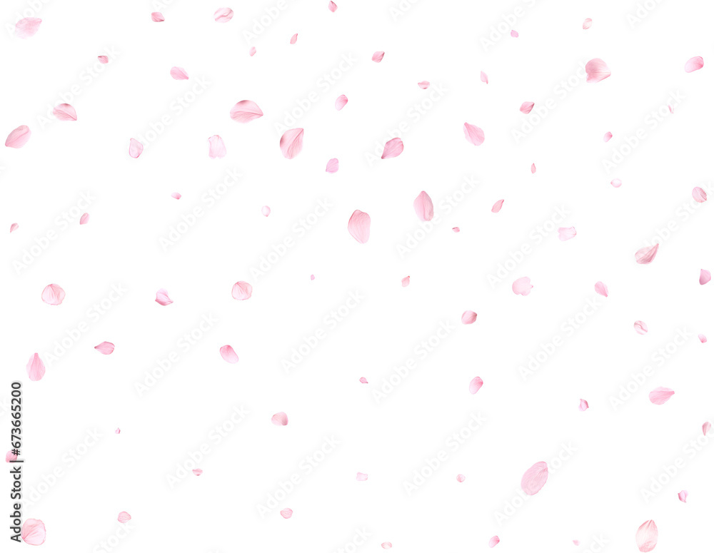 Pink sakura petals.