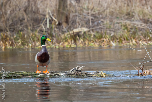 Mallard duck swimming on a pond picture with reflection in water. One mallard duck quacking on a lake