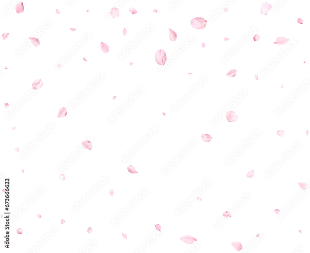 Beautiful sakura petals. Beautiful sakura petals.